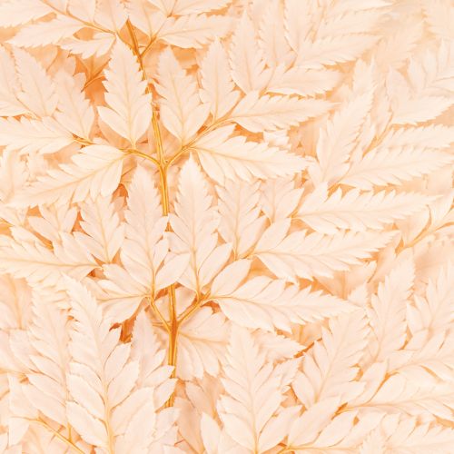 Dried Fern Stems for Vase Decoration 42cm Pink 10 Pieces | Floristik24.co.uk