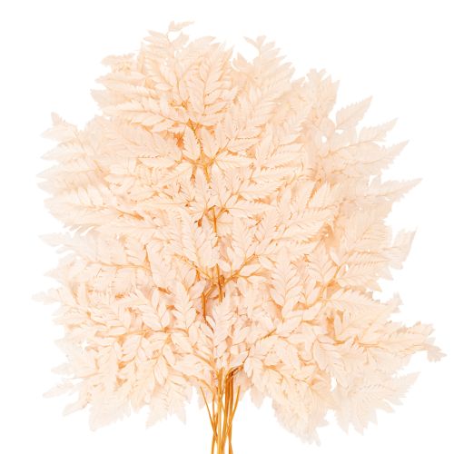 Dried Fern Stems for Vase Decoration 42cm Pink 10 Pieces | Floristik24.co.uk