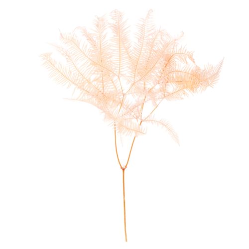 Dried Fern Stems 60cm Set of 10 in Light Pink for Home Decoration buy online | Floristik24.co.uk