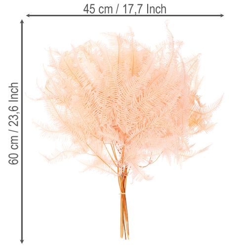 Dried Fern Stems 60cm Set of 10 in Light Pink for Home Decoration | Floristik24.co.uk