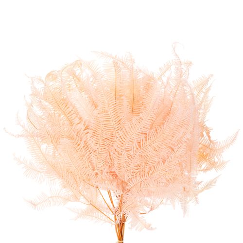 Dried Fern Stems 60cm Set of 10 in Light Pink for Home Decoration | Floristik24.co.uk