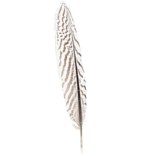 Product Pheasant Feathers for Crafting Brown Beige Natural 20cm 20pcs