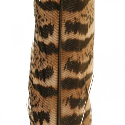 Floristik24 Pheasant feathers Real feathers for crafting Easter decoration 25-27cm 24 pcs