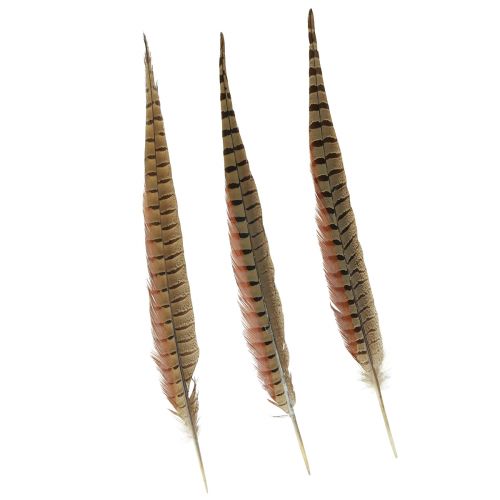 Floristik24 Pheasant Feathers Decoration Real Feathers Natural 40cm 9 Pcs