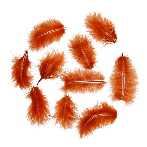 Spring short dark orange 30g