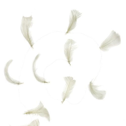 Floristik24 Feather on wire cream 10m