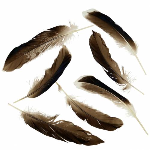 Floristik24 Natural Feathers 150pcs