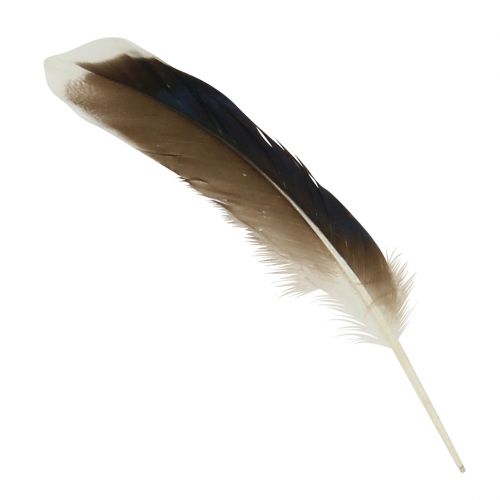 Floristik24 Natural Feathers 150pcs