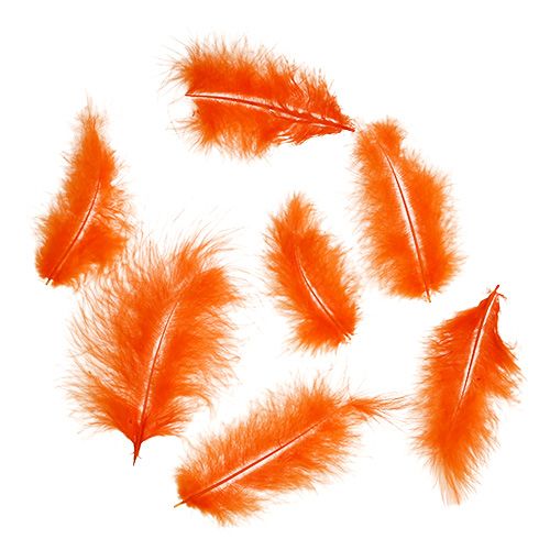 Floristik24 Feathers 30g orange