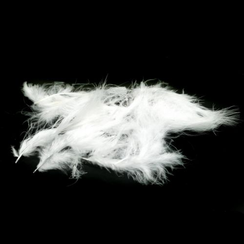 Floristik24 Feathers White Real bird feathers for decorating Easter decorations 20g