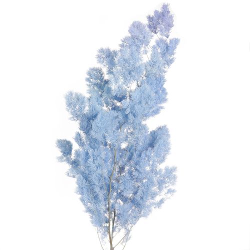 Product Feathered Asparagus Fern Dried Light Blue 55-70cm 100g