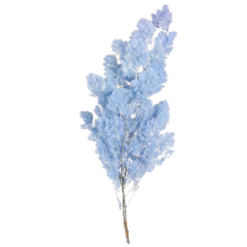 Product Feathered Asparagus Fern Dried Light Blue 55-70cm 100g