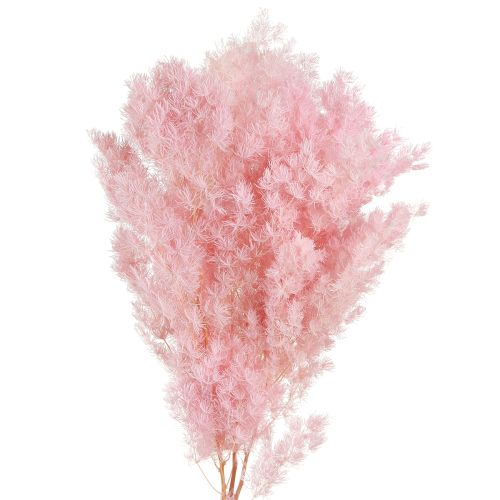 Product Feathered Asparagus Fern Dried Décor Pink 55-70cm 100g