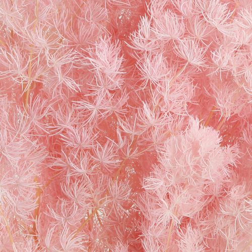 Product Feathered Asparagus Fern Dried Décor Pink 55-70cm 100g