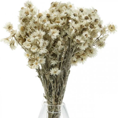 Product Mini Straw Flower White Dried Flower Deco Rock Flower H20cm 15g