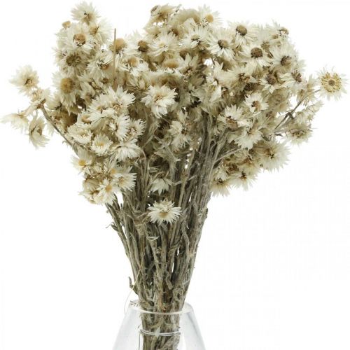 Floristik24 Mini Straw Flower White Dried Flower Deco Rock Flower H20cm 15g