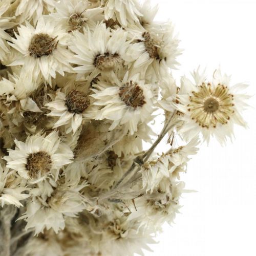 Product Mini Straw Flower White Dried Flower Deco Rock Flower H20cm 15g