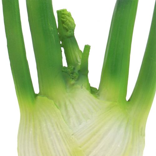 Floristik24 Fennel 15cm