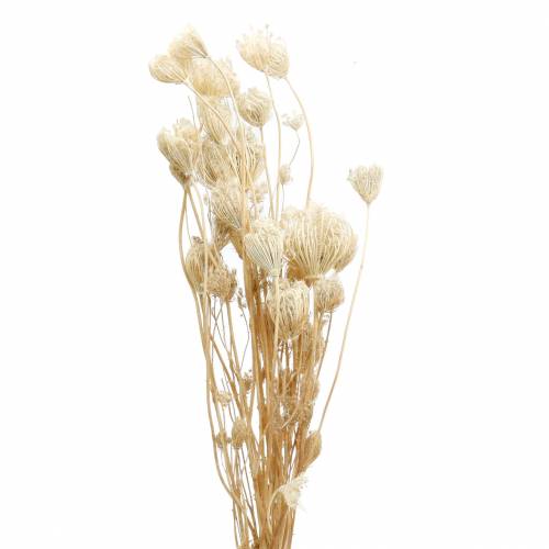 Floristik24 Bleached dried flowers fennel 100g