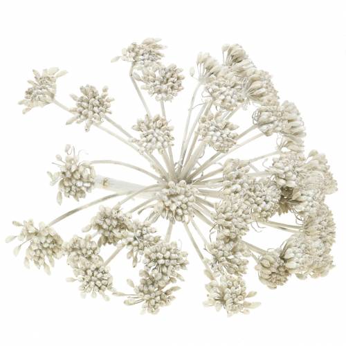 Floristik24 Deco branch fennel sead head White Waxed H22cm