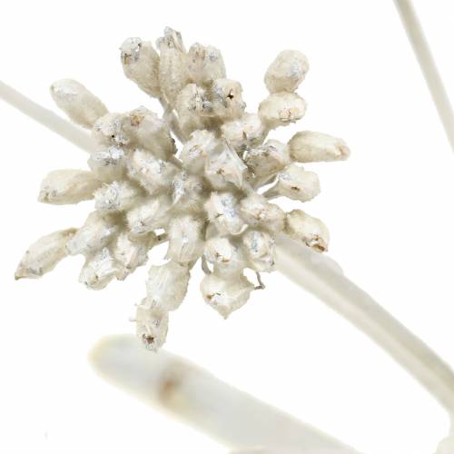 Floristik24 Deco branch fennel sead head White Waxed H22cm