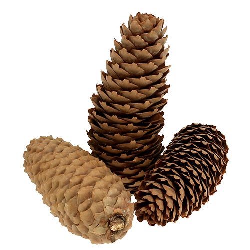 Floristik24 Spruce cones natural 5kg pine cones