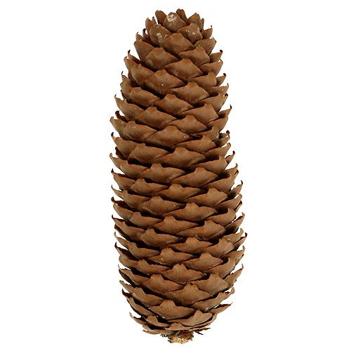 Floristik24 Spruce cones natural 5kg pine cones