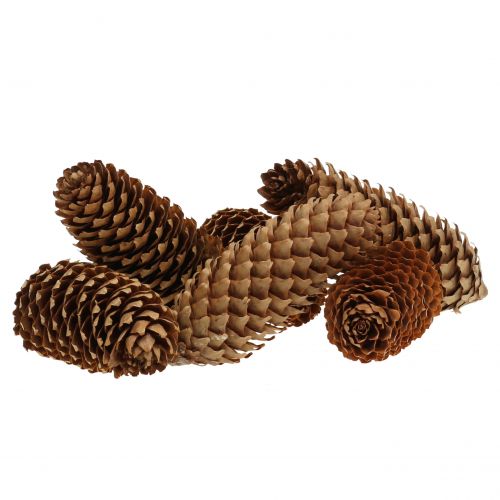 Floristik24 Spruce cones nature 13cm 12pcs