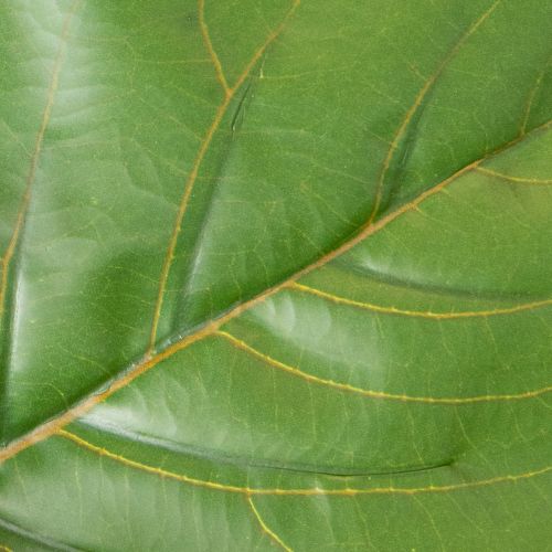 Kunst Fiddle Leaf Fig Tree 120 cm, Green Leaves, Indoor Decoration | Floristik24.co.uk
