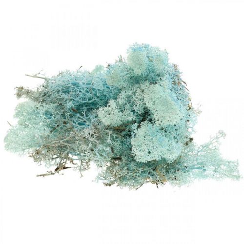 Floristik24 Decoration moss light blue aquamarine reindeer moss handicraft moss 400g