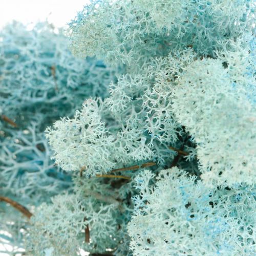 Product Decoration moss light blue aquamarine reindeer moss handicraft moss 400g