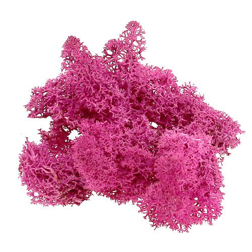 Floristik24 Decorative moss Reindeer moss Erika 400g