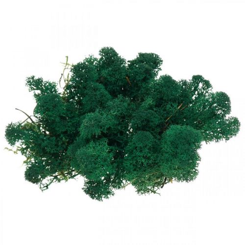 Product Decorative Moss Green Icelandic Moss Preserved Moss for Crafts 400g