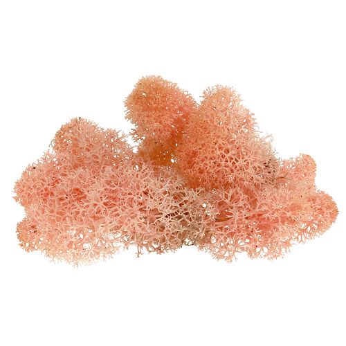 Product Deco moss reindeer moss pink 400g