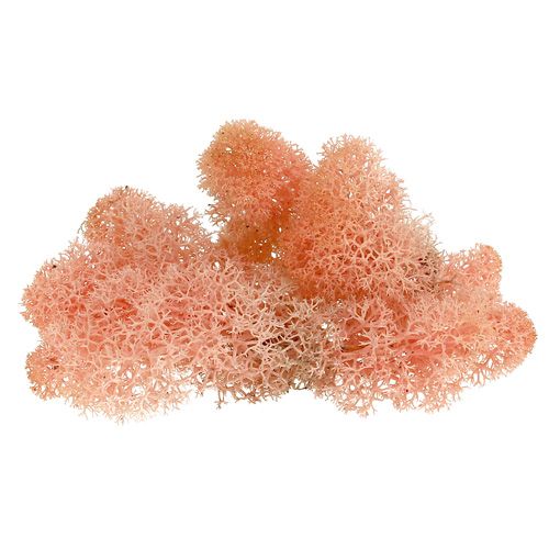 Decorative moss Icelandic moss pink 400g