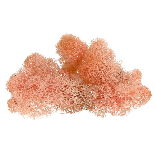 Floristik24 Deco moss reindeer moss pink 400g