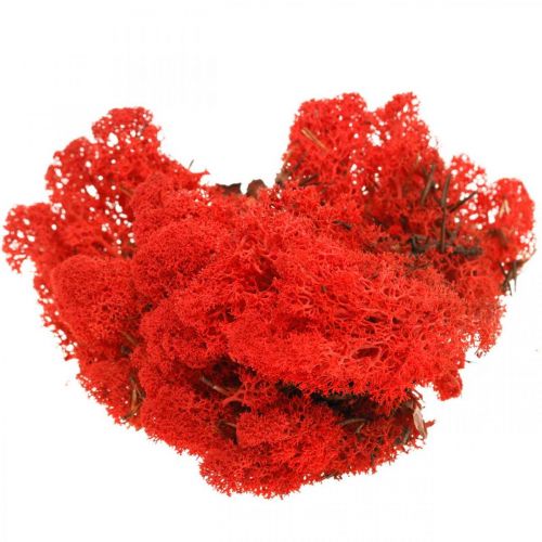 Deco moss red reindeer moss for handicrafts 400g