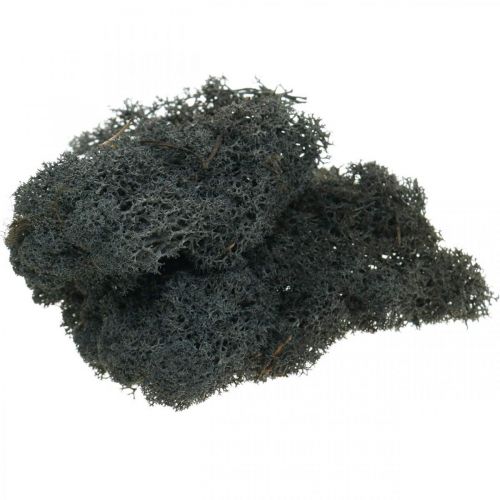 Floristik24 Decorative Moss Black preserves Iceland moss for crafts 400g
