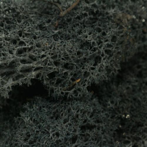 Product Decorative Moss Black preserves Iceland moss for crafts 400g