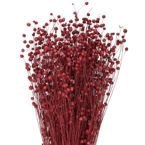 Flax Bordeaux Red Dried Decoration Dried Flowers L55cm 80g