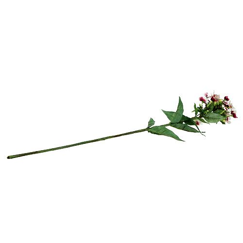 Floristik24 Flame flower white 72cm