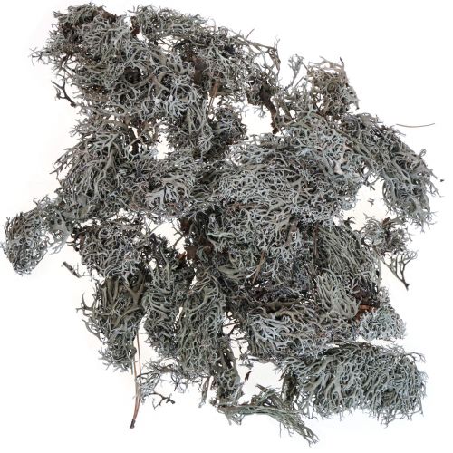 Floristik24 Lichen lichen moss tree moss decorative moss natural 1kg