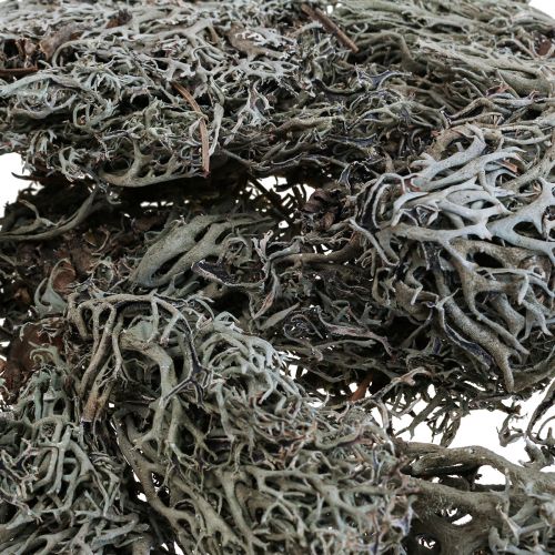 Lichen lichen moss tree moss decorative moss natural 1kg
