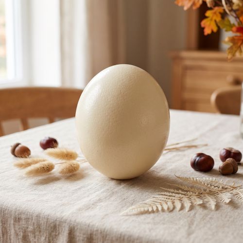Ostrich egg, natural, blown out, empty, decoration | Floristik24.co.uk