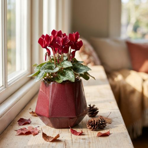 Flower Pot Ceramic Planter Red Hexagonal Ø10cm H9cm | Floristik24.co.uk
