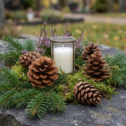 Halepensis cones natural 5kg | Floristik24.co.uk