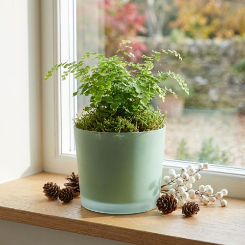 Glass flower pot green planter glass tub Ø14.5cm H12.5cm | Floristik24.co.uk