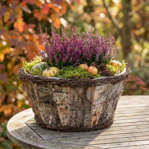 Rustic plant pot with birch bark and vines in wood look | Floristik24.co.uk
