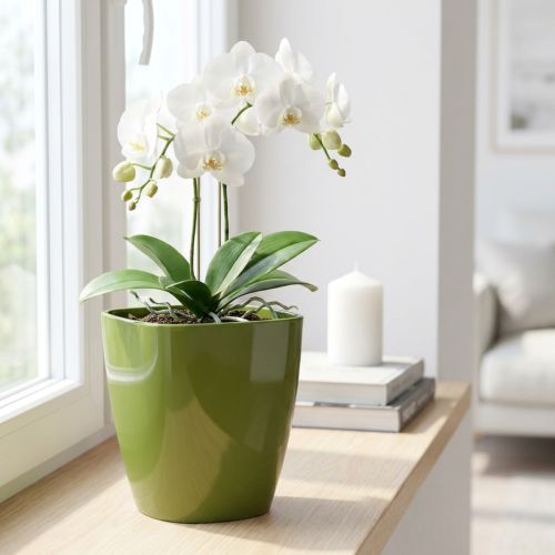 Orchid pot glossy Ø12.5cm olive green 1 pc | Floristik24.co.uk