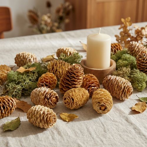 Sabulosum cone cream 500g | Floristik24.co.uk